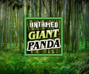 Untamed Giant Panda